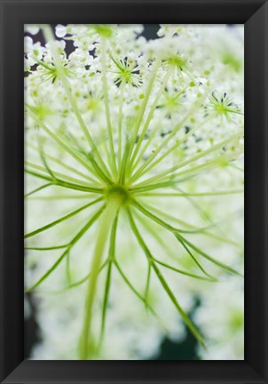 Framed Queen Anne&#39;s Lace Flower 1 Print