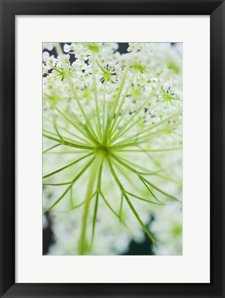 Framed Queen Anne&#39;s Lace Flower 1 Print