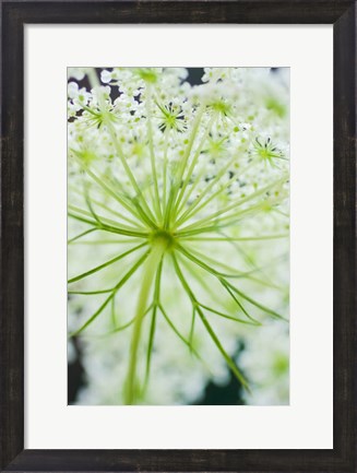 Framed Queen Anne&#39;s Lace Flower 1 Print