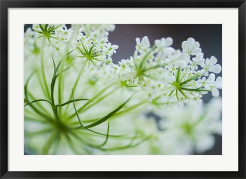 Framed Queen Anne&#39;s Lace Flower 2 Print