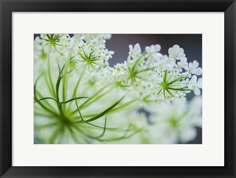 Framed Queen Anne&#39;s Lace Flower 2 Print