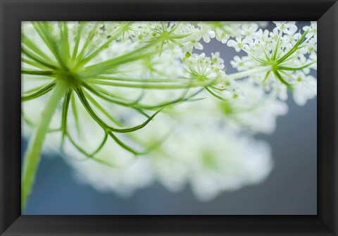 Framed Queen Anne&#39;s Lace Flower 3 Print