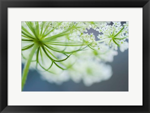 Framed Queen Anne&#39;s Lace Flower 3 Print