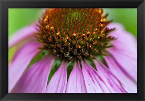 Framed Pink Coneflower Print