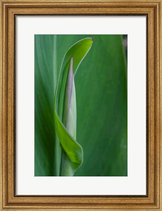 Framed Canna Leaf Bud Print