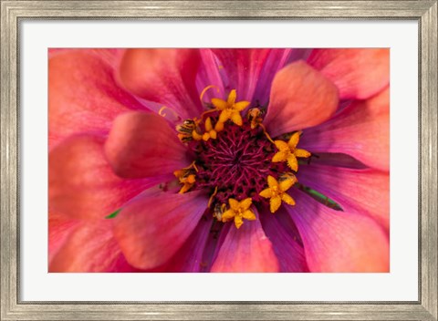 Framed Zinnia Blossom 2 Print