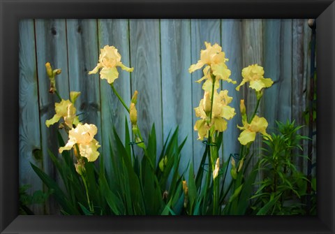 Framed Yellow Bearded Iris And Rustic Wood Fence Print