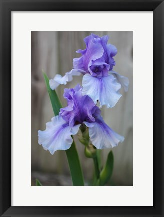 Framed Lavender Iris 2 Print