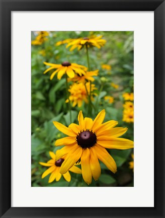 Framed Black-Eyed Susan Flowers Print