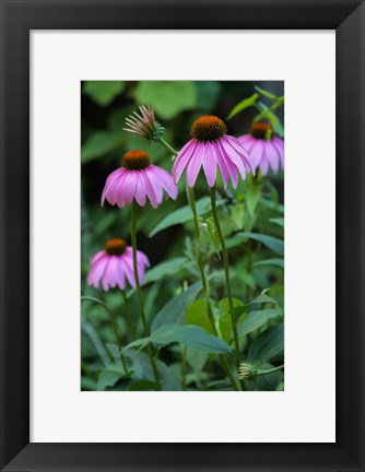 Framed Purple Coneflowers 1 Print