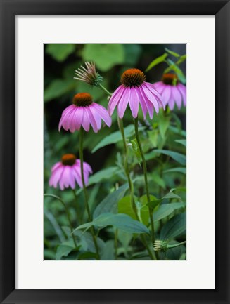 Framed Purple Coneflowers 1 Print