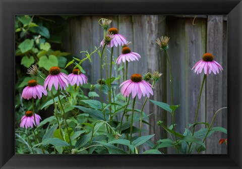 Framed Purple Coneflowers 2 Print