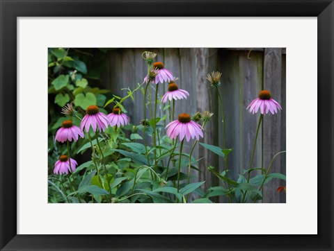 Framed Purple Coneflowers 2 Print