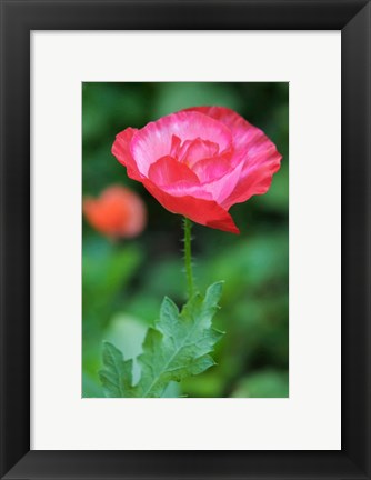 Framed Red Poppy Flower Print