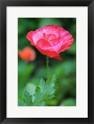 Framed Red Poppy Flower Print