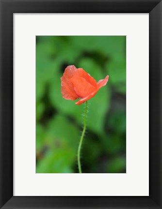 Framed Poppy Flower Print