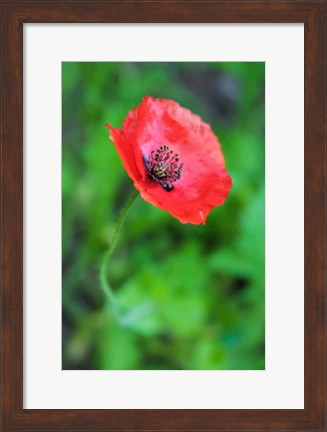 Framed Red Poppy Flower 1 Print