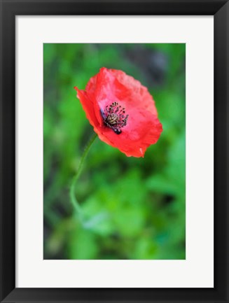 Framed Red Poppy Flower 1 Print