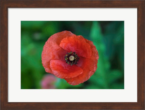 Framed Red Poppy Flower 2 Print