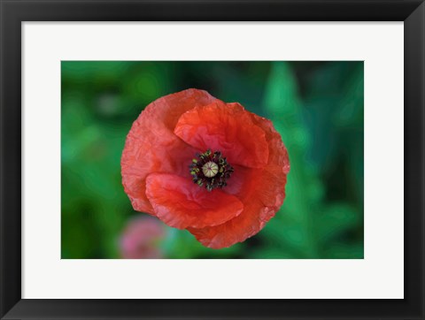 Framed Red Poppy Flower 2 Print