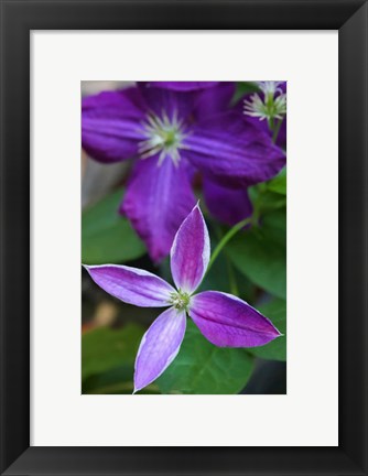 Framed Purple Clematis Flowers 1 Print