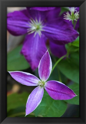 Framed Purple Clematis Flowers 1 Print