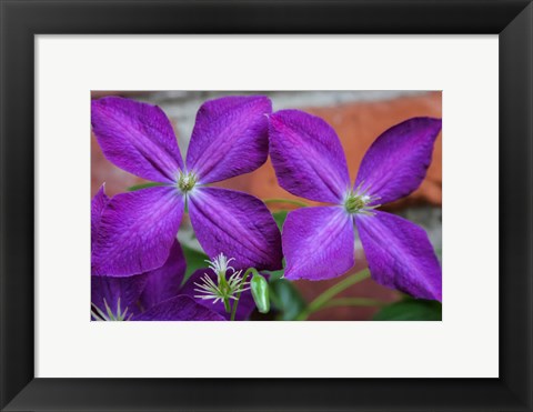 Framed Purple Clematis Flowers 2 Print