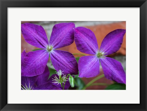 Framed Purple Clematis Flowers 2 Print