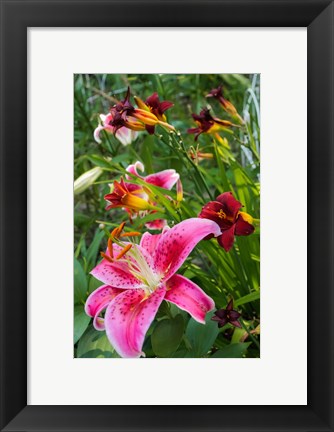 Framed Magenta Stargazer Lily 1 Print