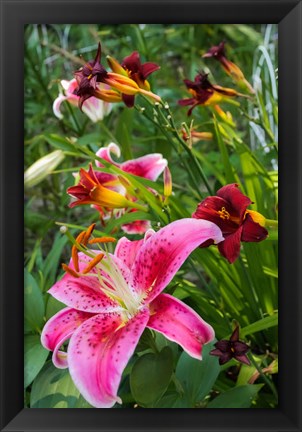 Framed Magenta Stargazer Lily 1 Print