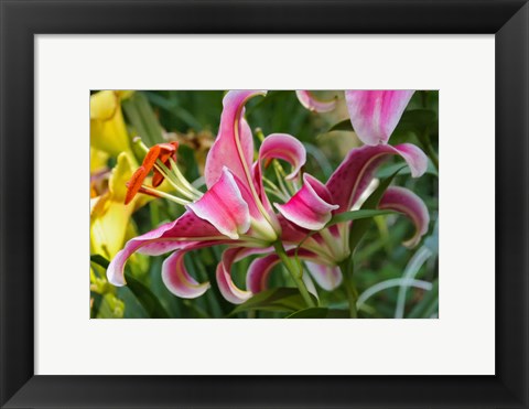 Framed Magenta Stargazer Lily 2 Print