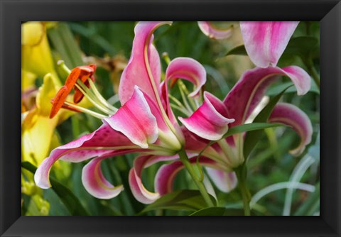 Framed Magenta Stargazer Lily 2 Print