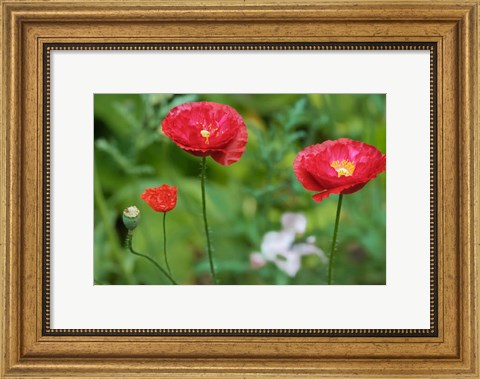 Framed Red Poppy Flowers Print