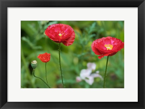 Framed Red Poppy Flowers Print