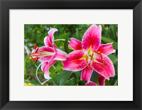 Framed Magenta Stargazer Lily Print