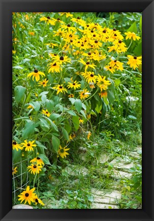 Framed Black-Eyed Susan Flowers 1 Print