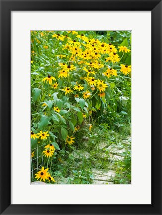 Framed Black-Eyed Susan Flowers 1 Print