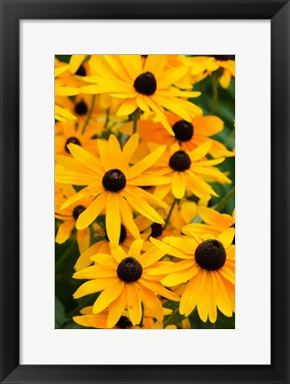 Framed Black-Eyed Susan Flowers 2 Print