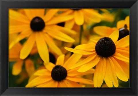 Framed Black-Eyed Susan Flowers 3 Print