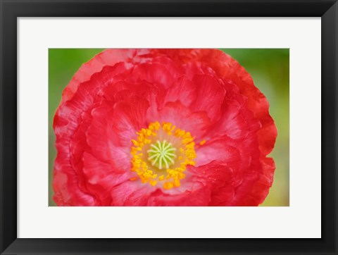 Framed Red Poppy Flower Print