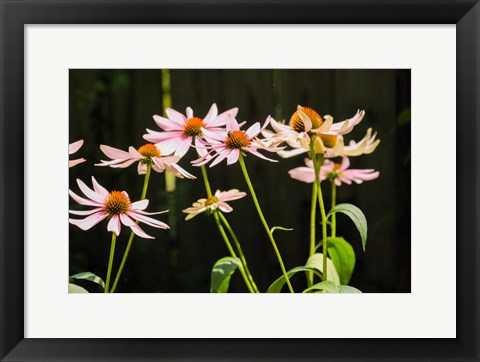 Framed Purple Coneflowers 1 Print