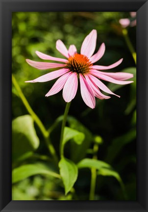 Framed Purple Coneflowers 2 Print