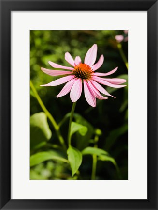 Framed Purple Coneflowers 2 Print