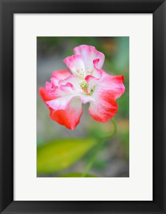 Framed Poppy Flower Print