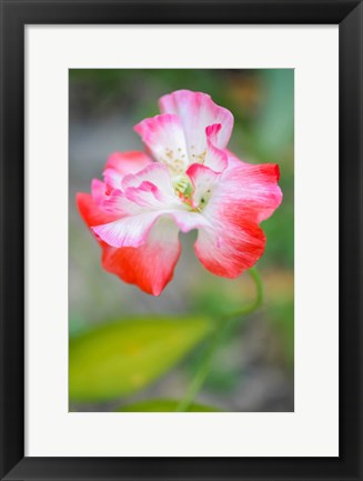 Framed Poppy Flower Print