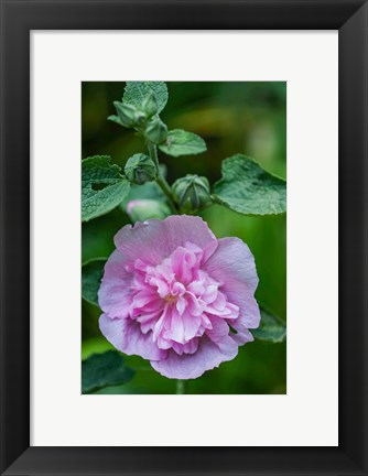 Framed Pink Hollyhock Print