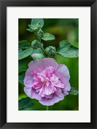 Framed Pink Hollyhock Print