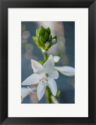 Framed Hosta Bloom Print