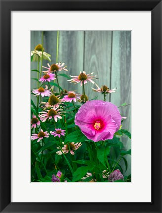 Framed Summer Garden Flowers 2 Print