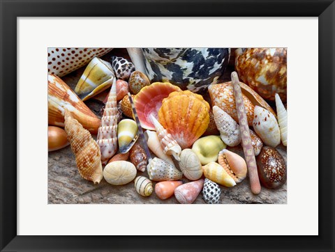 Framed Tropical Shell Still-Life 2 Print